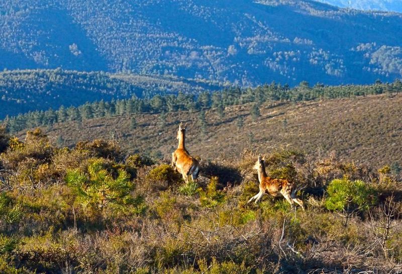 Quinta Do Viso Alojamento Local Міранда-ду-Корву Екстер'єр фото